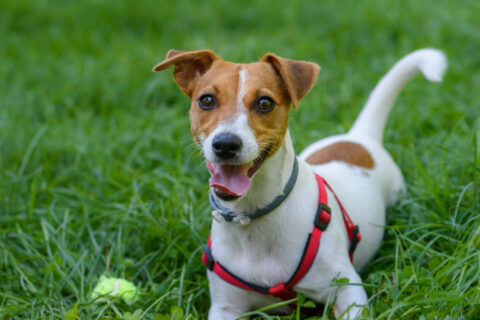 jack russell