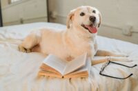 nueva ley animal